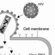 HIV Stem Cell Therapy