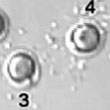 mouse embryos