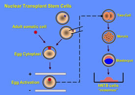 Schematic of the development of nuclear transplant stem cells.