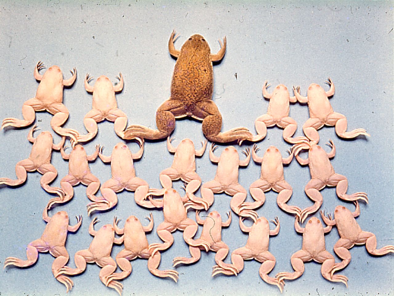 albino frogs