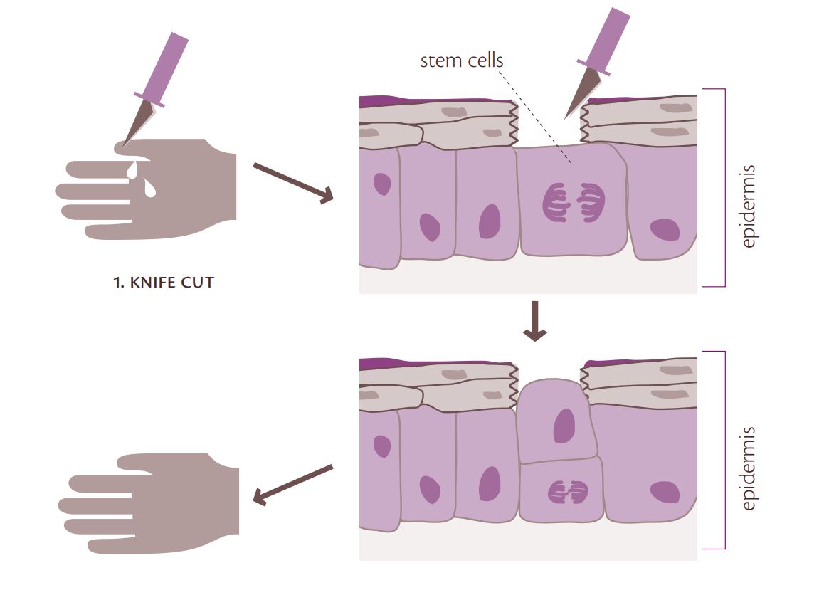 stemcell-diagram-0