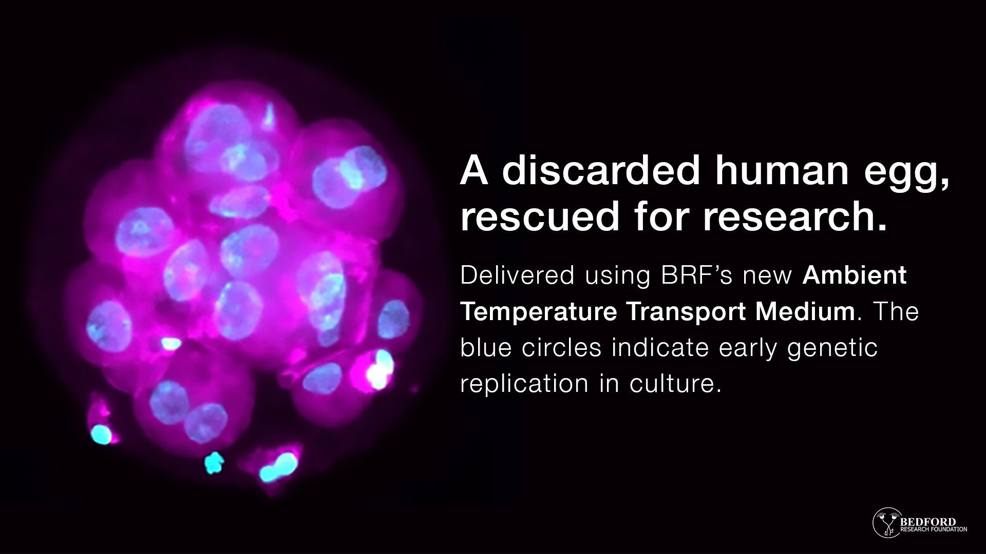 Rescuing Discarded Eggs: A Breakthrough in Stem Cell Research - Bedford ...