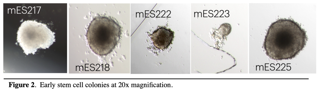 early stem cell colonies at 20x magnification